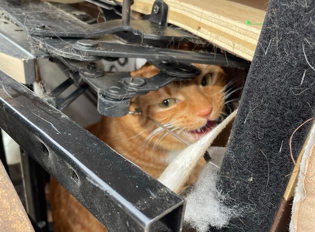 Montequila's hiding spot turned out to be a little too successful. (Photo: Denver Animal Protection)