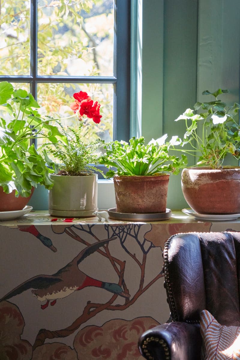 Plants in sunny bedroom window.