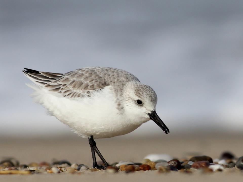 Sanderling by Andy Eckerson, Macaulay Library at Cornell Lab of Ornithology 83166281.JPG