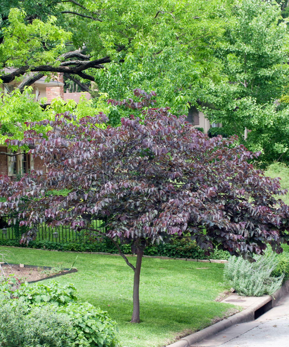 3. Eastern Redbud (Cercis canadensis)