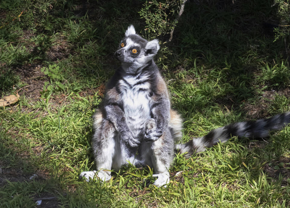 This undated photo provided by the San Francisco Police, courtesy of the San Francisco Zoo, shows a missing lemur named Maki. The ring-tailed lemur was missing from the San Francisco Zoo after someone broke into an enclosure overnight and stole the endangered animal, police said Wednesday, Oct. 14, 2020. The 21-year-old male lemur was discovered missing shortly before the zoo opened to visitors, zoo and police officials said. They're seeking tips from the public in hopes of finding the lemur, explaining that Maki is an endangered animal that requires specialized care. (Marianne V. Hale/San Francisco Zoo via AP)