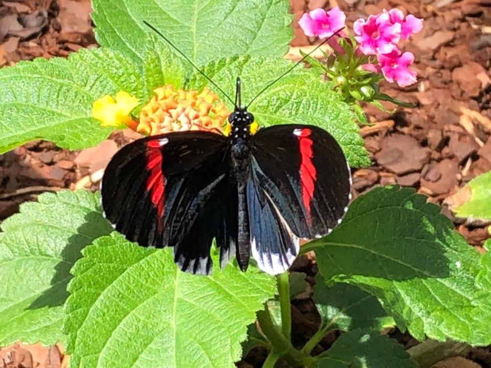 Butterflies LIVE! at Lewis Ginter Botanical Garden in Henrico, Va. on April 17, 2022.