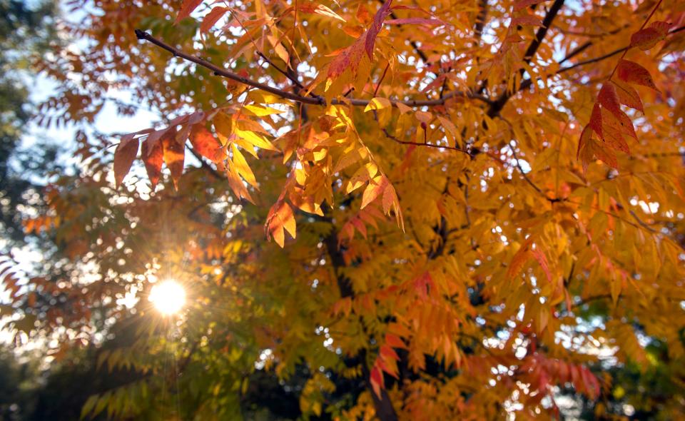 A Chinese pistache tree turns to its fall colors  at William Long Park in Stockton on Wednesday, Nov. 9, 2022.