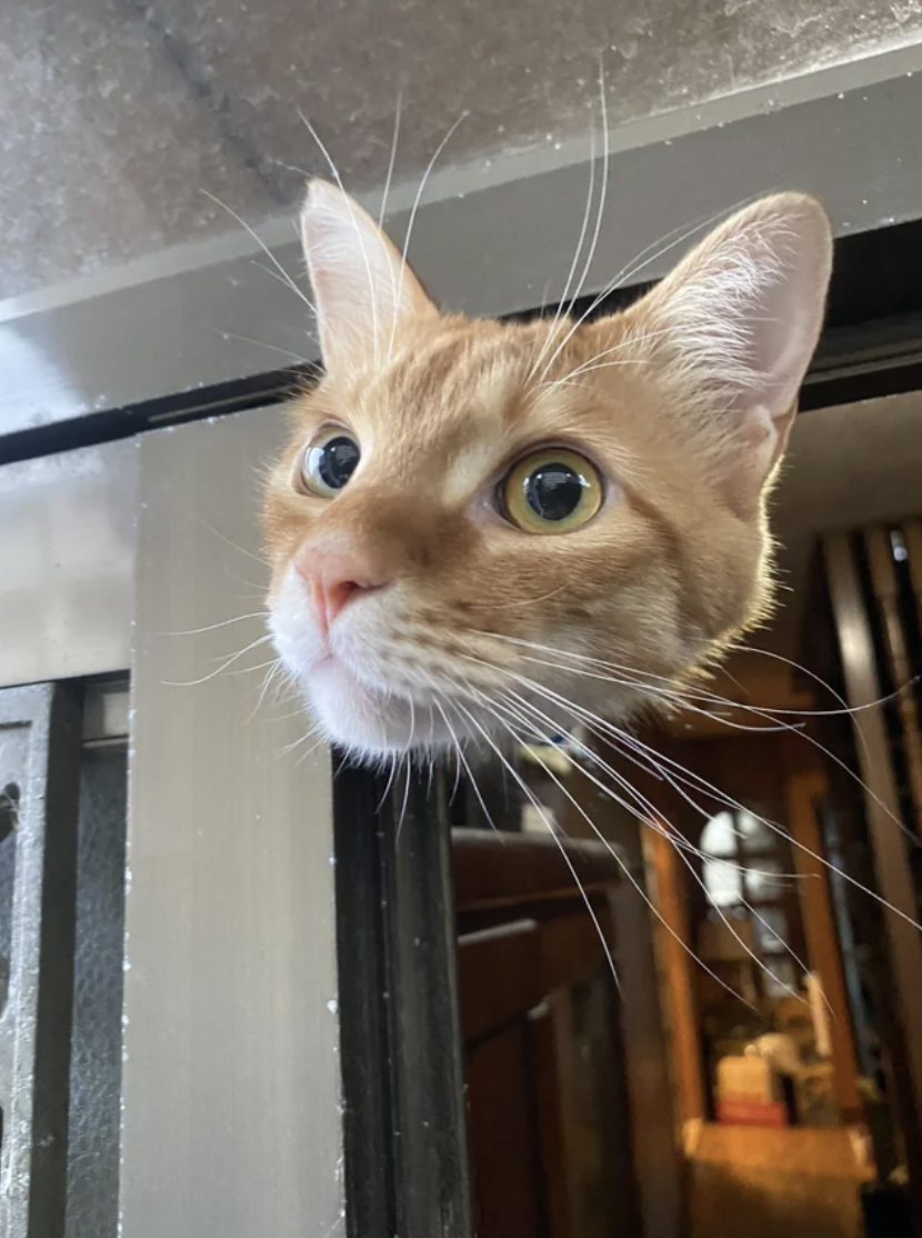 A cat peaking from the top of a closet