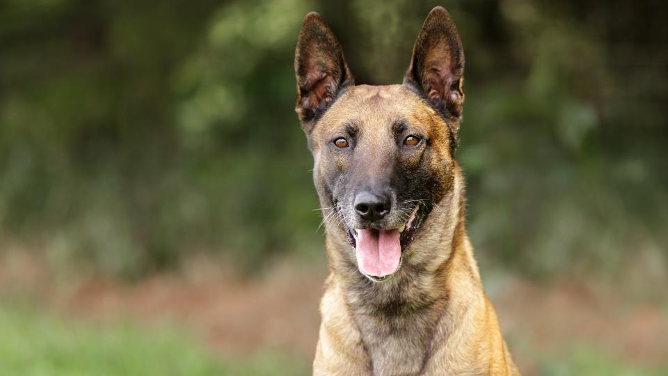 16. Belgian Malinois