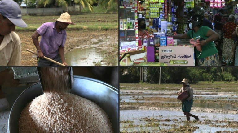 Sri Lanka rice farmers reel after failed organic push (AFP/Atish PATEL, Atish PATEL)