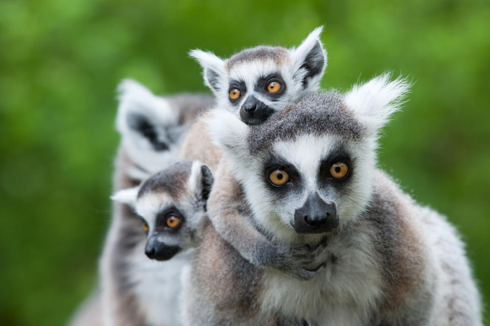 close-up of a ring-tailed lemur with her cute babies (Lemur catta)