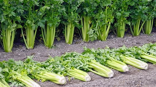 <div class="caption-credit"> Photo by: Cora Niele</div><b>Celery</b> <br> Next time you need a crunchy afternoon snack, reach for the celery, not the carrot sticks. Rich in minerals, vitamin C, and phenolic acids, it wards off cancer, cold and flu, and allergies. Compounds called phthalides make it a good cholesterol-lowering food remedy, too. The more the better, most research suggests. Duke says to eat at least four stalks a day. Because its flavor is relatively mild, you can dress it up with peanut butter or use it in place of chips or crackers for your favorite dip. Celery is also one of the rare veggies that don't lose nutritional value when cooked, so add lots of it to stocks, soups, and casseroles. Use the leaves, as well, because they're rich in calcium and more vitamin C. <p> <b>The <a rel="nofollow noopener" href="http://wp.me/p1rIBL-1Sb" target="_blank" data-ylk="slk:Top Slow Carb Diet Foods;elm:context_link;itc:0;sec:content-canvas" class="link ">Top Slow Carb Diet Foods</a></b> </p>