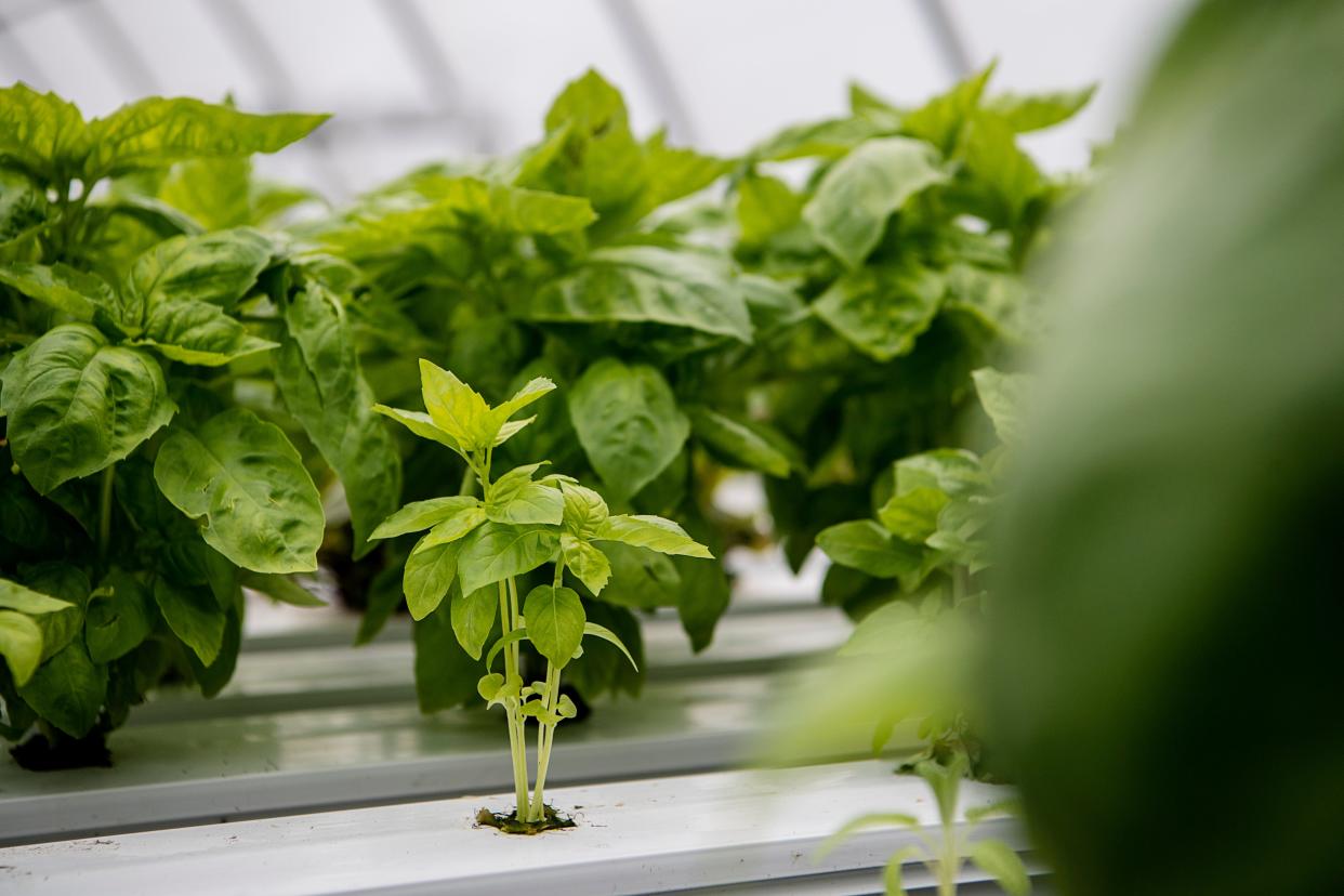 Basil grows hydroponically in a greenhouse at the Biltmore Estate, September 13, 2023. The Biltmore has collaborated with the Waynesville Soda Jerk to create a blueberry-basil soda.