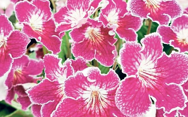 Streptocarpus ‘Faith’ is showy, with a white-throated red-purple flower - Dibelys