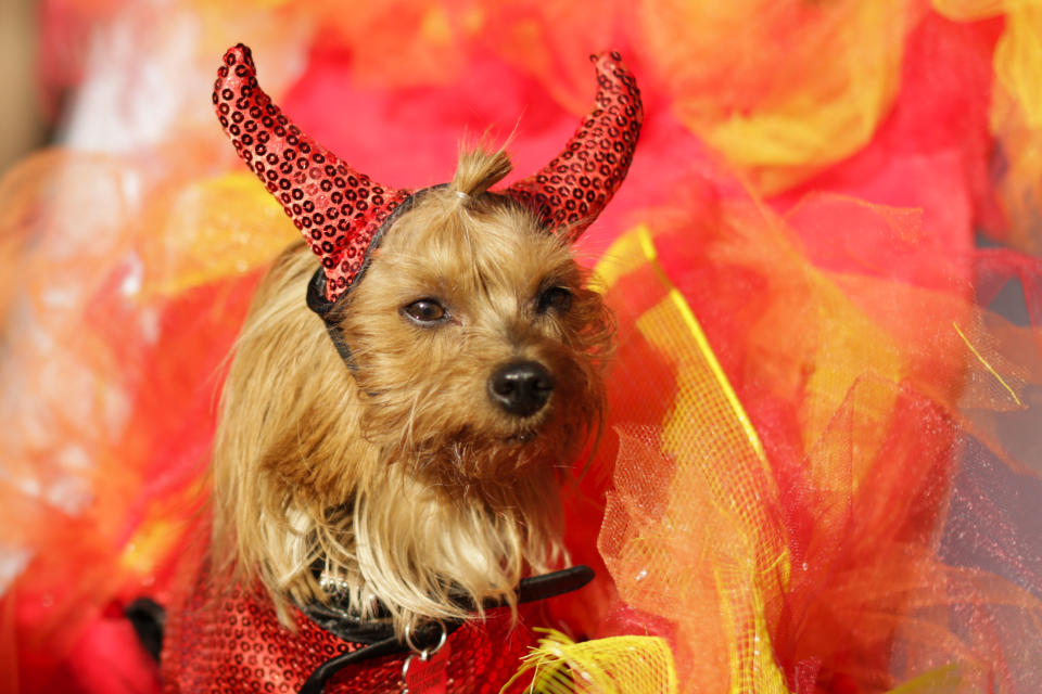 Costumed pooches prance In annual Halloween Dog Parade in New York City