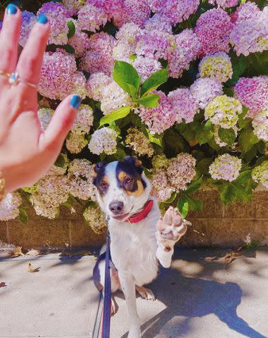 <p>Ava Philippe Instagram</p> Ava Phillippe's dog, Benji