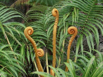 An example of natural living structure: a tree fern crozier unfurling. <a href="https://www.flickr.com/photos/brewbooks/2418272227" rel="nofollow noopener" target="_blank" data-ylk="slk:brewbooks/flickr;elm:context_link;itc:0;sec:content-canvas" class="link ">brewbooks/flickr</a>, <a href="http://creativecommons.org/licenses/by-sa/4.0/" rel="nofollow noopener" target="_blank" data-ylk="slk:CC BY-SA;elm:context_link;itc:0;sec:content-canvas" class="link ">CC BY-SA</a>