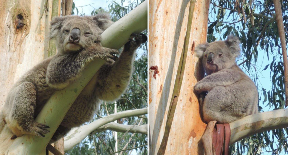 Researchers believe Strzelecki koalas need to be given better protection. Source: Suzie Zent