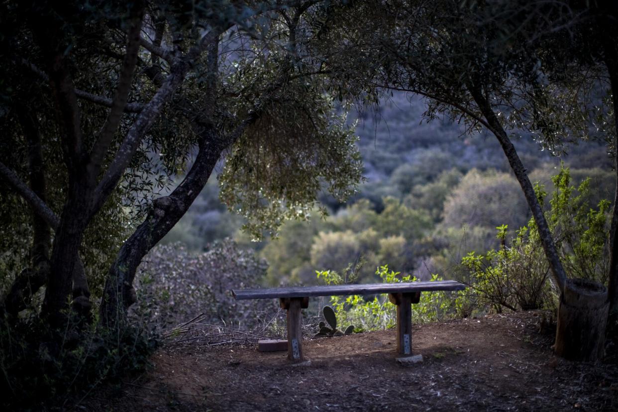 A wooden bench for reflection is framed by drooping branches at Deer Park Monastery