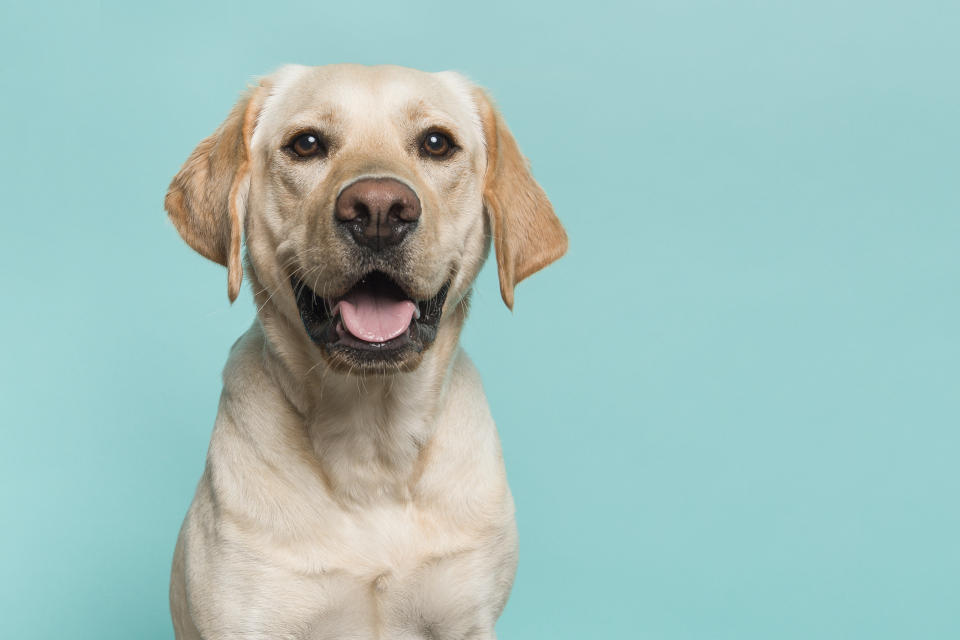 Nach einer Trennung gibt es keine gesetzliche Regelung für den gemeinsamen Hund. (Bild: Getty Images)