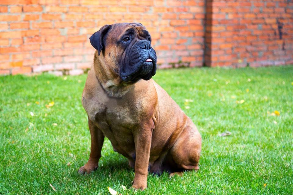 bullmastiff sitting on a lawn