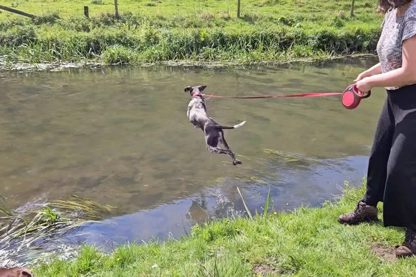 Steph Cousins threw a stick into a river for Winnie to fetch