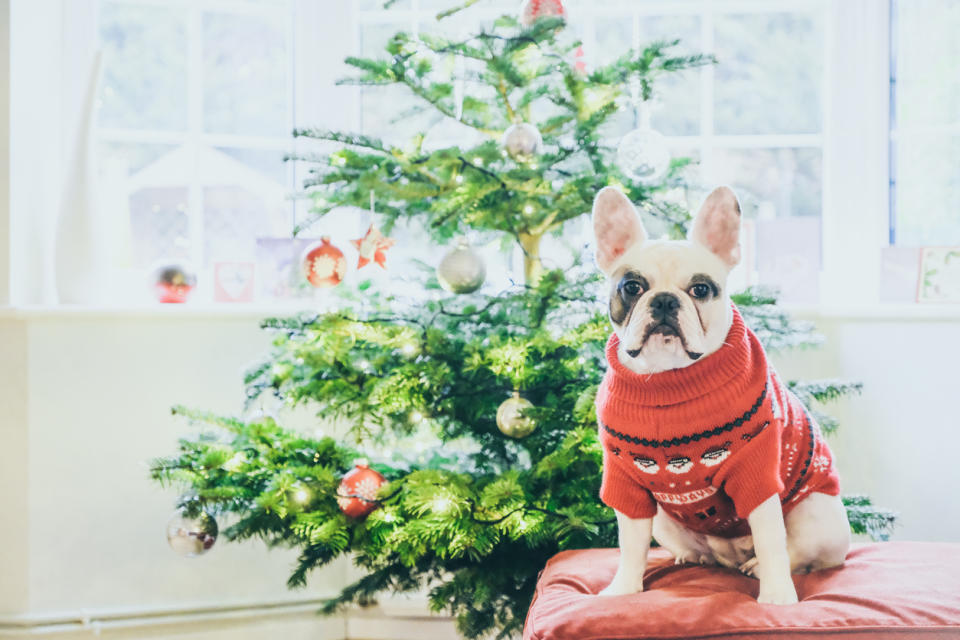 Give your dogs a jumpstart on the holidays with these warm and cute sweaters. (Source: iStock)