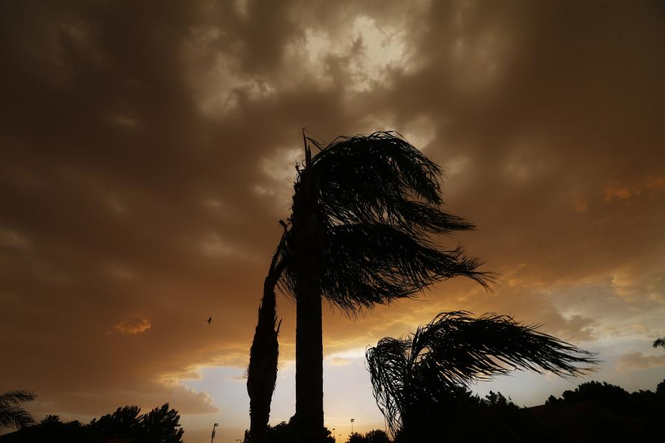 Palm trees blow in the wind as a dust storm moves over Mesa on May 30, 2020.