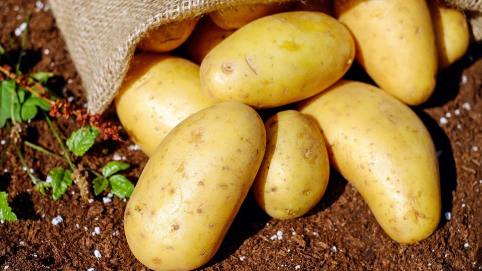 A stock image of Potatoes