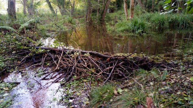 It is believed to be the first beaver dam on Exmoor for more than 400 years 