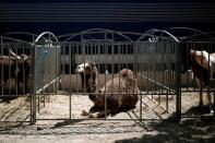 FILE PHOTO: A camel is seen in a pen on the Invalides Esplanade in Paris during a demonstration held by a group of fairground and circus workers that support the use of animals in their shows, and protest against the cancellation of circuses