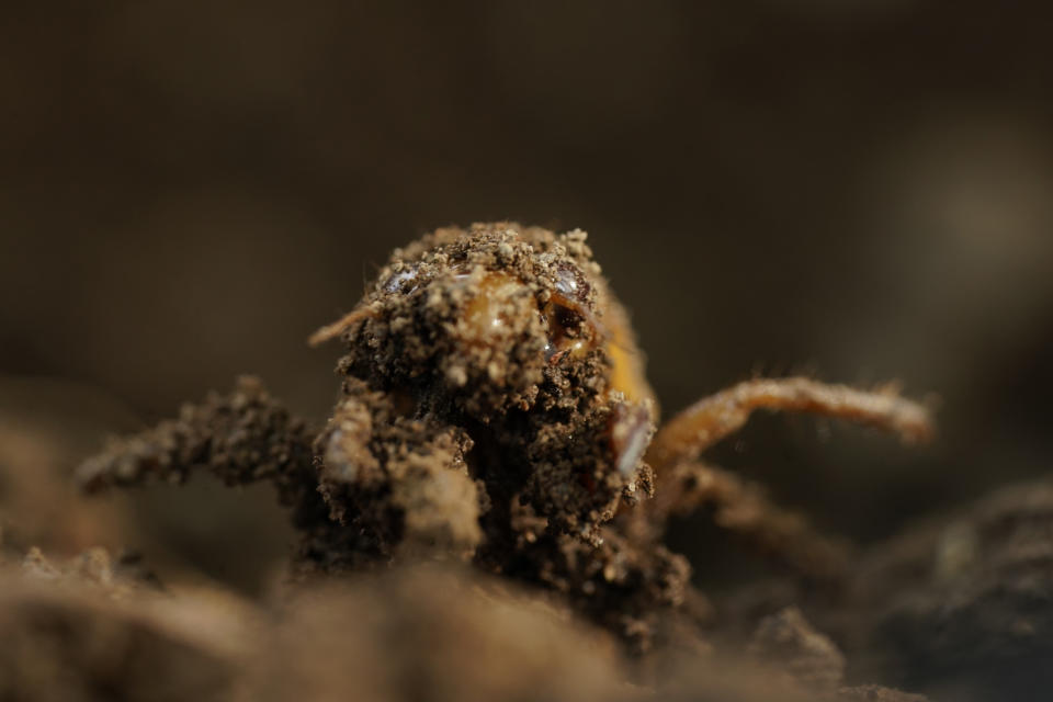 A dirt-covered cicada nymph crawls up, Sunday, May 2, 2021, in Frederick, Md. The cicadas of Brood X, trillions of red-eyed bugs singing loud sci-fi sounding songs, can seem downright creepy. Especially since they come out from underground only ever 17 years. (AP Photo/Carolyn Kaster)