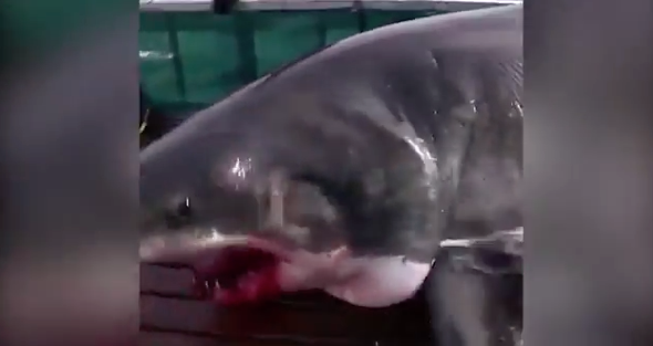 Two Florida bros rescue a stranded hammerhead shark - Boing Boing