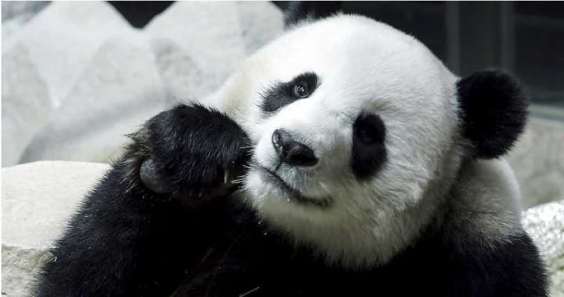 全球野生熊貓目前不到2000隻，圖為泰國清邁動物園的熊貓。