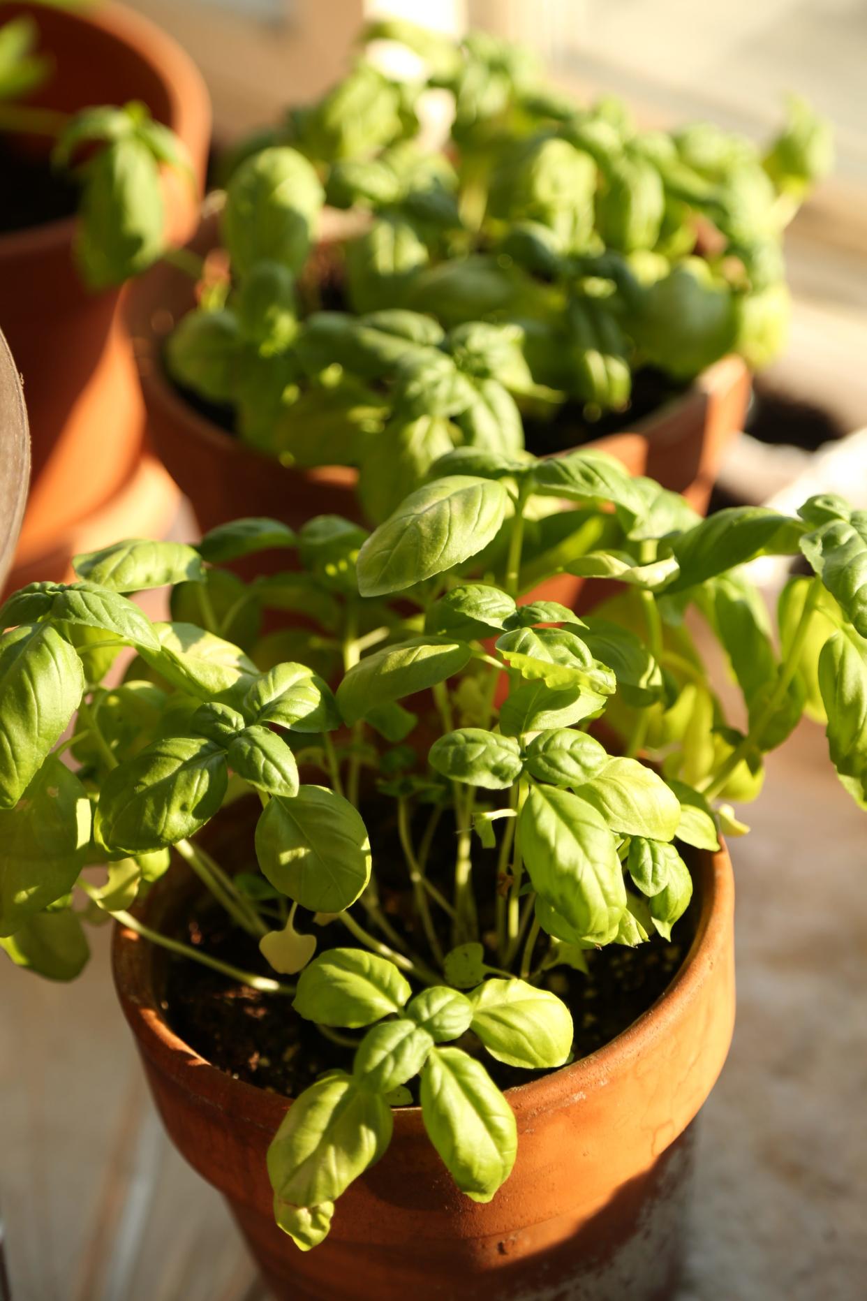 Basil plants grow on a window sill in an apartment in Reston, Va.