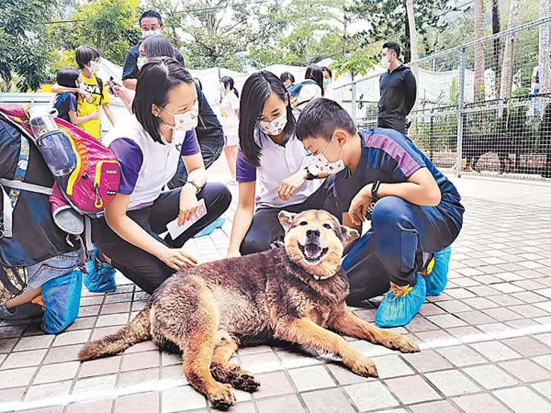 不少飼主會為寵物購買保險。