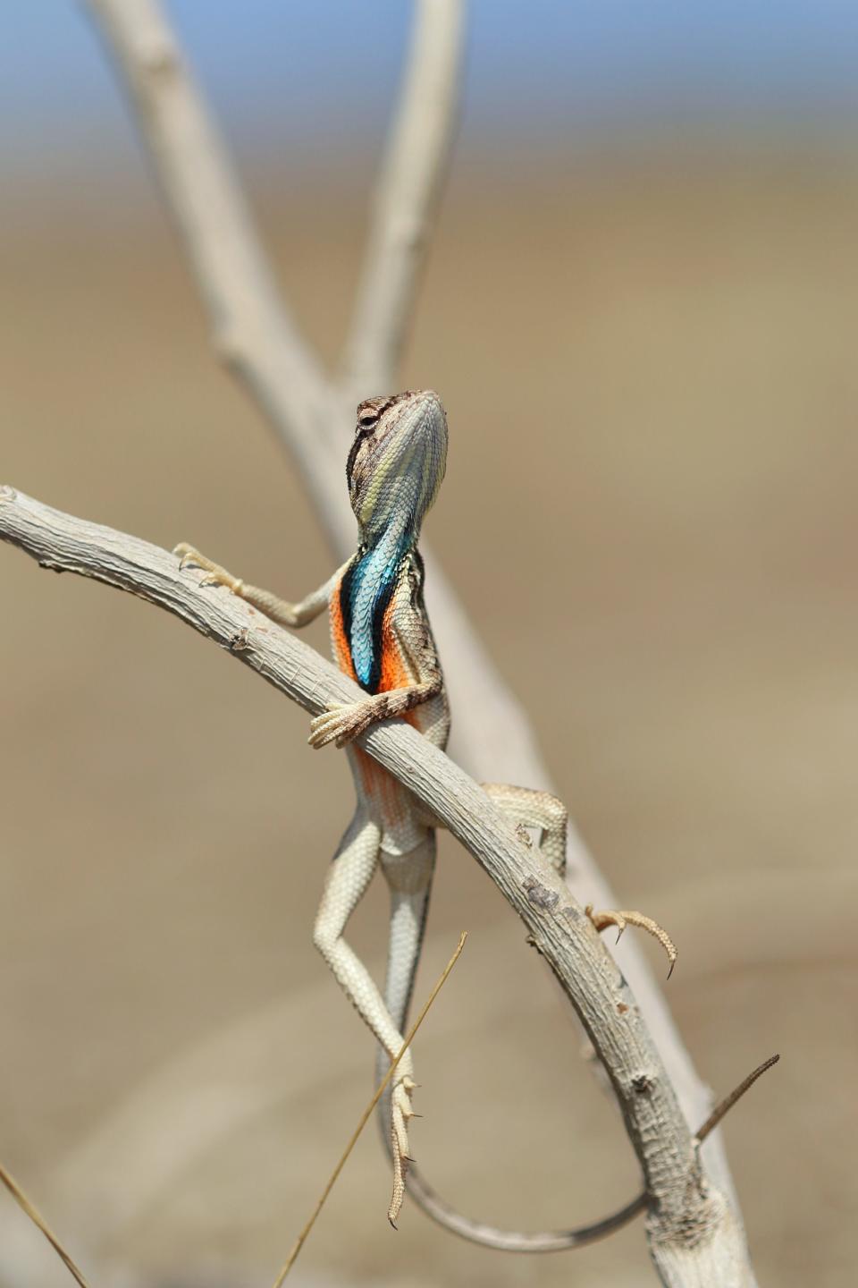 A fan throated lizard poses on a tree branch.