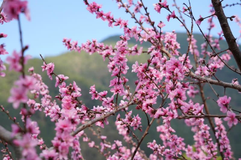 ▲武陵農場桃花盛開，「藤花園」與「桃子園」兩處花海綿延是官方推薦的賞花秘境。（圖／翻攝自武陵農場臉書）