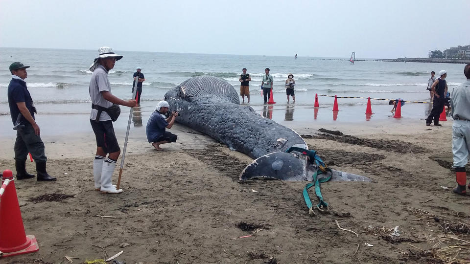  Experts examine the whale carcass as beachgoers look on. (AsiaWire)