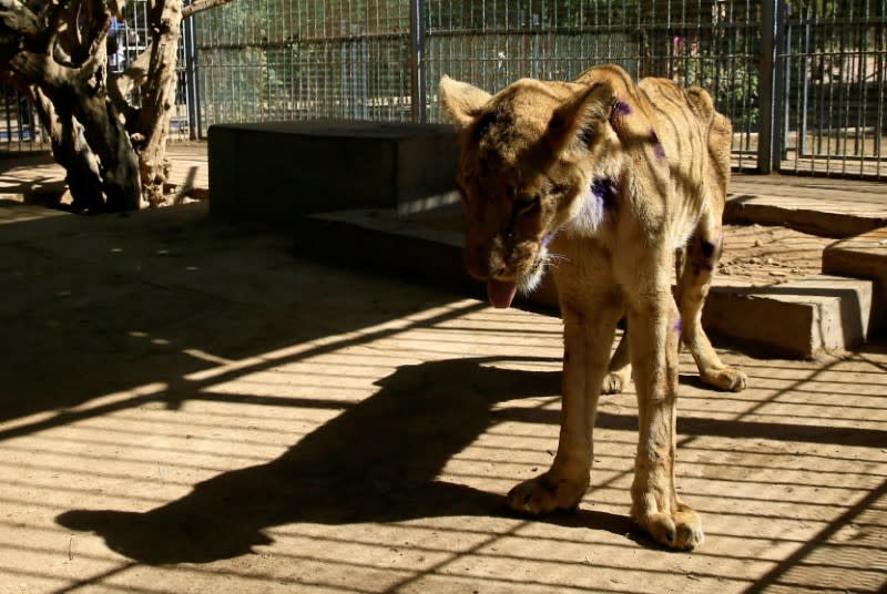 A malnourished lion walks inside its cage at the Al-Qureshi Park in Khartoum