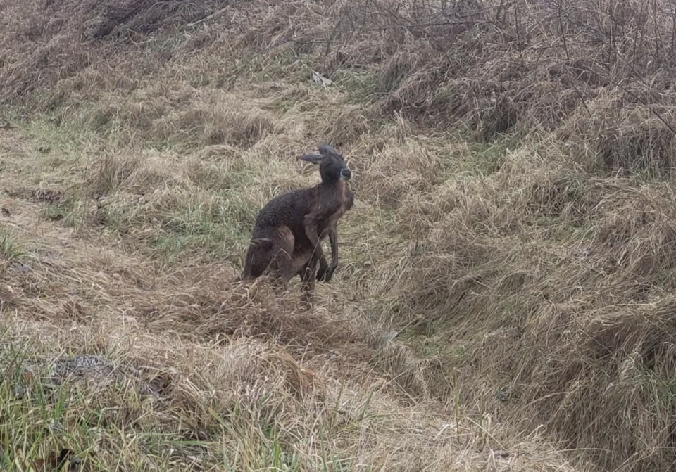 The kangaroo was spotted in Chatham-Kent after escaping the Greenview Park and Zoo. (Lexi Prochnicki)