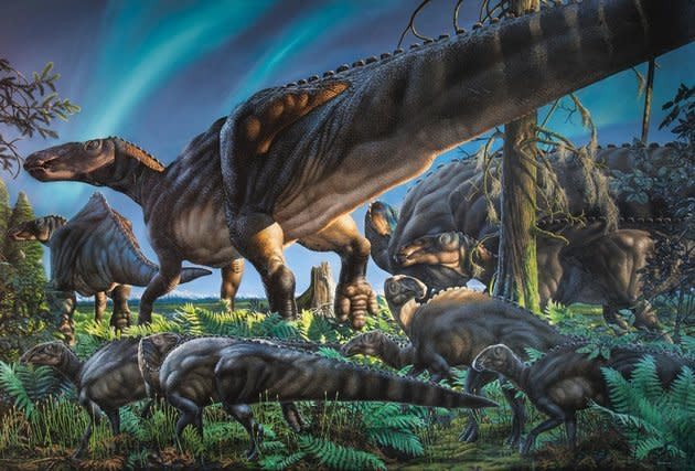 Ugrunaaluk kuukpikensis were "truly polar," according to scientists. Their fossils were discovered in northern Alaska, which means the <a href="http://www.huffingtonpost.com/entry/new-dinosaur-discovered-alaska_5601d290e4b00310edf90ff8">large, duck-billed herbivore had&nbsp;the resilience</a> to live in darkness for months at a time and endure the unforgiving&nbsp;environment. Scientists still aren't sure what they did for food during the long, hard winters.