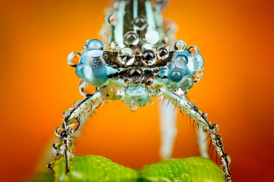 Fantastic photography of insects and water droplets