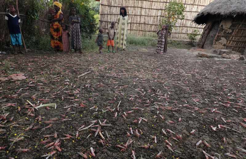 Ethiopia struggles to suppress desert locust infestation