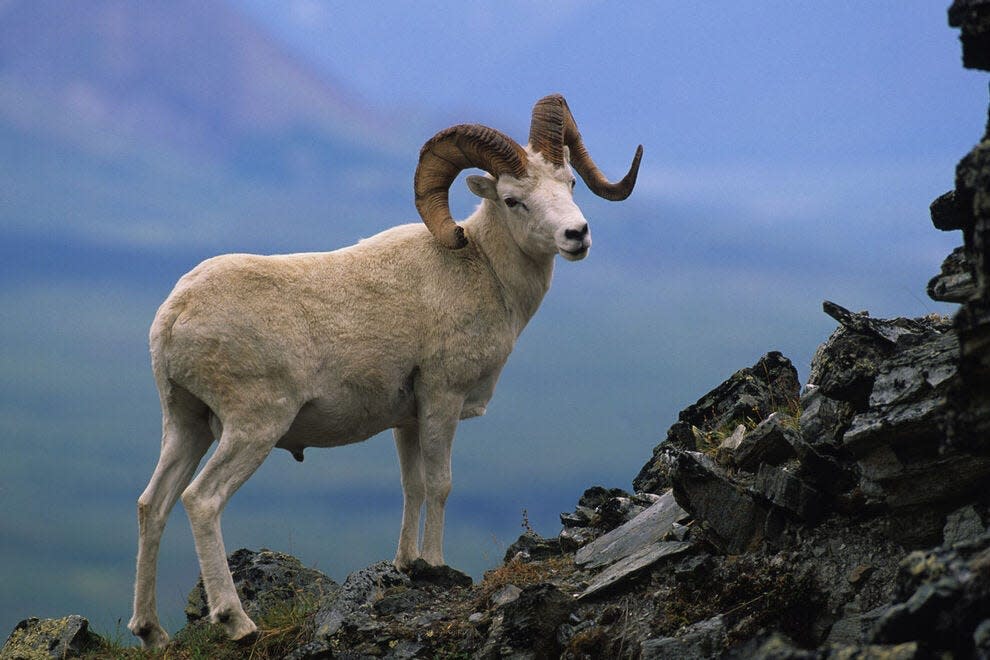 Wildlife in Denali National Park