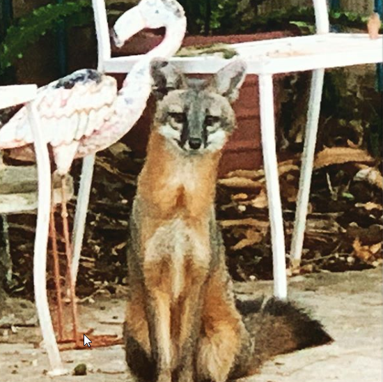A fox seen in a Flamingo Park backyard in 2019.