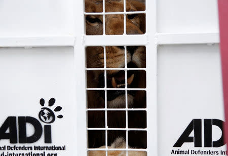 A former circus lion looks out from inside its cage in Callao, Peru, as it is prepared for transportation to a wildlife sanctuary in South Africa, April 29, 2016. REUTERS/Janine Costa