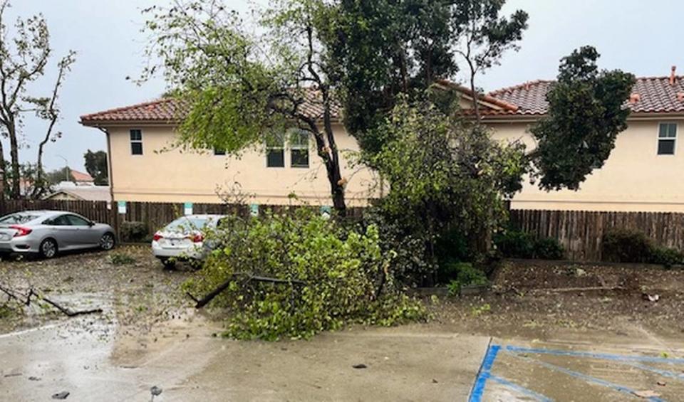 Amid a tornado warning on Wednesday, Feb. 7, 2024, powerful winds knocked down trees and branches on Ramona Avenue in Grover Beach.