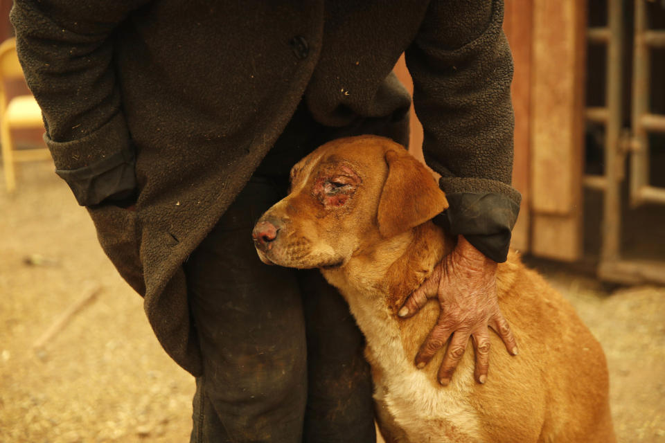 Cathy Fallon pets her dog Shiloh at their home in Paradise on Friday. Shiloh was injured when a wildfire scorched the property, burning down Fallon's home. (Photo: ASSOCIATED PRESS)