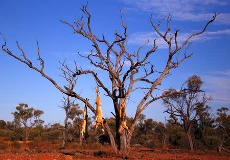 Dead wild dogs hang from a tree on the road from the outback town of Quilpie to Stonehenge in Queensland, Australia, August 13, 2017. REUTERS/David Gray