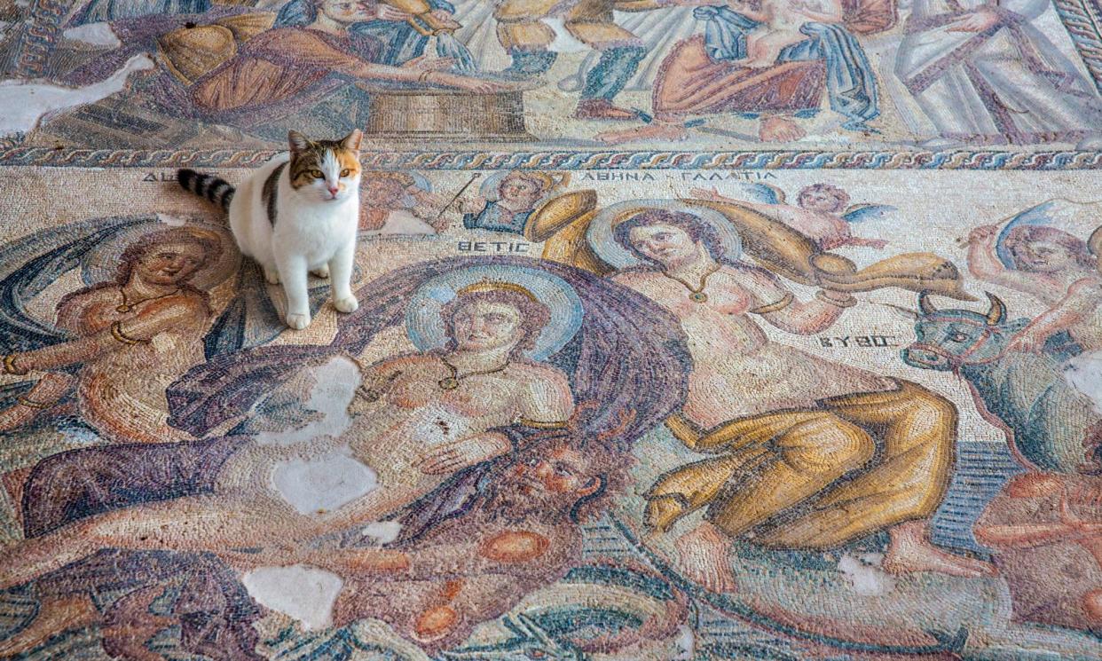 <span>A cat at the Paphos archaeological site.</span><span>Photograph: Frans Lemmens/Alamy</span>