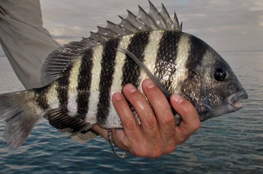 Cooler weather has really turned on the sheepshead bite for Tampa Bay Area anglers. Shrimp and fiddler crabs, if you can find them, will produce good numbers around most structure in the area. 