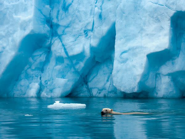 Strong swimmer, a polar bear takes a dip in front of a Svalbard glacier. These Arctic giants are the masters of their environment and have no natural enemies