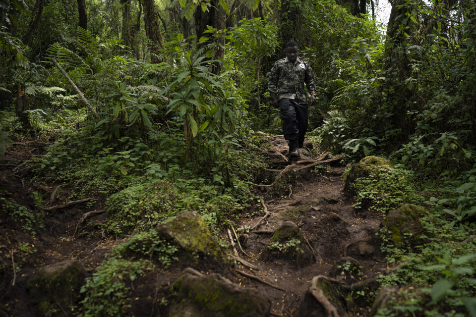 In this Sept. 2, 2019 photo, biologist Jean Paul Hirwa walks down a trail to observe mountain gorillas in the Volcanoes National Park, Rwanda. Hirwa is part of the world’s longest-running gorilla study _ a project begun in 1967 by famed American primatologist Dian Fossey. Yet Fossey herself, who died in 1985, would likely be surprised any mountain gorillas are left to study. Alarmed by rising rates of poaching and deforestation in central Africa, she predicted the species could go extinct by 2000. (AP Photo/Felipe Dana)